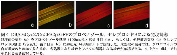 図4 D9/OsCyc2/OsCPS2p::GFP のプロベナゾール、セレブロシドB による発現誘導