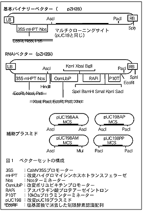 図1 ベクターセットの構成