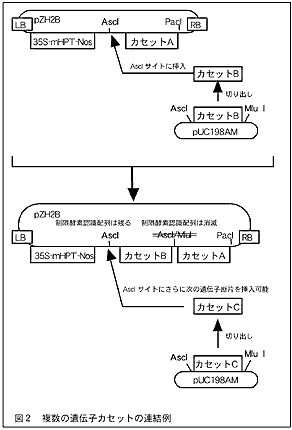 図2 複数の遺伝子カセットの連結例