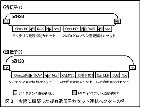 図3 実際に構築した複数遺伝子カセット連結ベクターの例