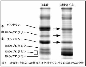 図4 遺伝子1を導入した組換えイネ種子タンパクのSDS-PAGE分析