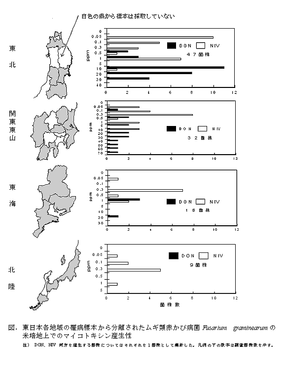 図.東日本各地域の罹病標本から分離されたムギ類赤かび菌類Fusarium graminearumの米培地上でのマイコトキシン産生性