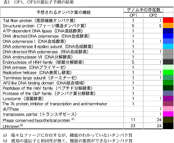 表1 OP1、OP2 の遺伝子予測の結果