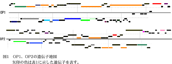 図1 OP1、OP2 の遺伝子地図