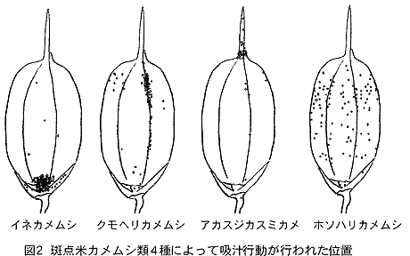 図2 斑点米カメムシ類4種によって吸汁行動が行われた位置