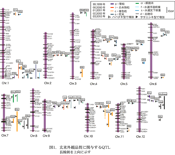 図1.玄米外観品質に関与するQTL