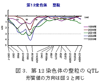 図3.第12 染色体の整粒のQTL