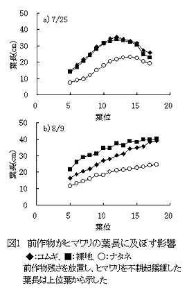 図1 前作物がヒマワリの葉長に及ぼす影響