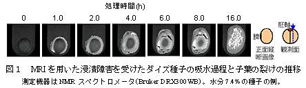 図1 MRIを用いた浸漬障害を受けたダイズ種子の吸水過程と子葉の裂けの推移