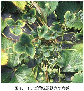 図1.イチゴ葉縁退緑病の病徴