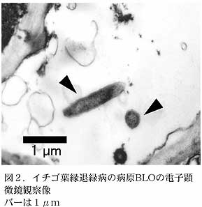 図2.イチゴ葉縁退緑病の病原BLOの電子顕微鏡観察像
バーは1μm