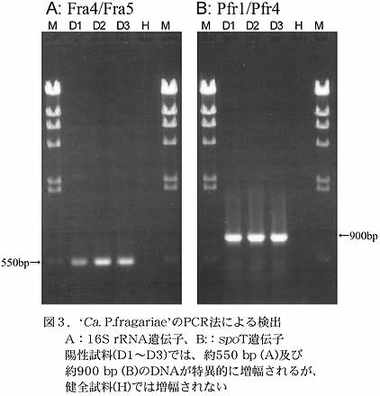 図3.‘Ca. P.fragariae’のPCR法による検出
A:16S rRNA遺伝子、B::spoT遺伝子