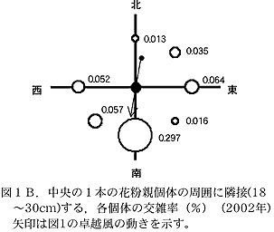 図1B.中央の1本の花粉親個体の周囲に隣接(18~30cm)する,各個体の交雑率(%)(2002年)
