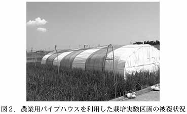図2.農業用パイプハウスを利用した栽培実験区画の被覆状況