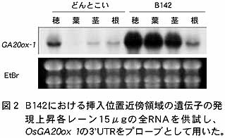 図2 B142における挿入位置近傍領域の遺伝子の発現上昇各レーン15μgの全RNAを供試し、OsGA20ox 1の3'UTRをプローブとして用いた