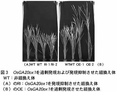 図3 OsGA20ox 1を過剰発現および発現抑制させた組替え体