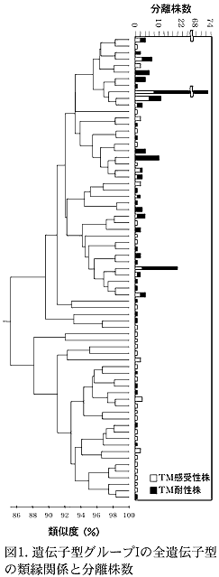 図1 遺伝子型グループIの全遺伝子型の類縁関係と分離株数