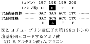 図2 β-チューブリン遺伝子の第198コドンの塩基配列とコードするアミノ酸