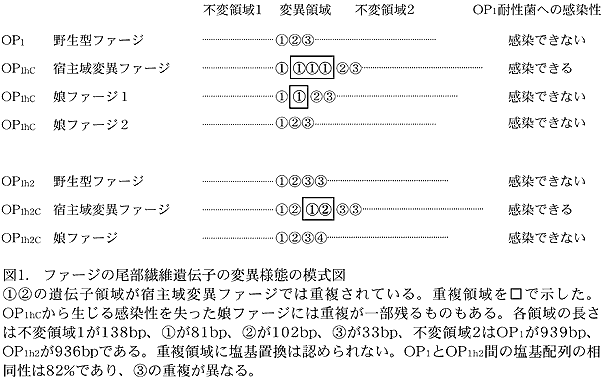 図1. ファージの尾部繊維遺伝子の変異様態の模式図