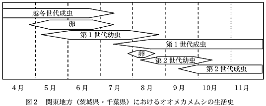 図2 関東地方(茨城県・千葉県)におけるオオメカメムシの生活史