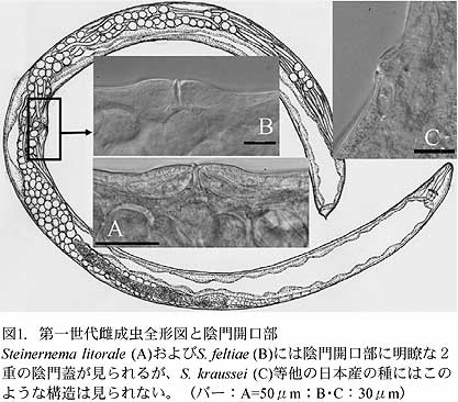 図1.第一世代雌成虫全形図と陰門開口部。