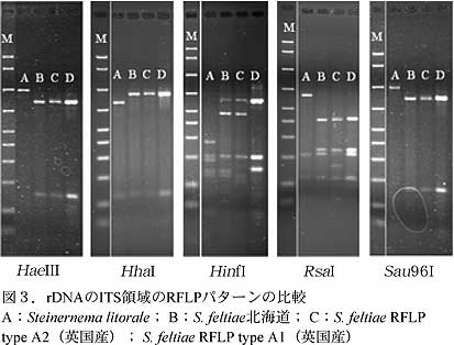 図3.rDNAのITS領域のRFLPパターンプロフィールの比較。