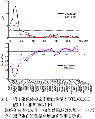 図1:第1染色体の玄米蛋白含量のQTLのLOD値(上)と相加効果(下)