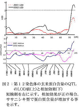 図2:第12染色体の玄米蛋白含量のQTLのLOD値(上)と相加効果(下)