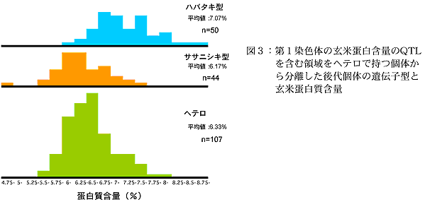 図3:第1染色体の玄米蛋白含量のQTLを含む領域をヘテロで持つ個体から分離した後代個体の遺伝子型と玄米蛋白質含量