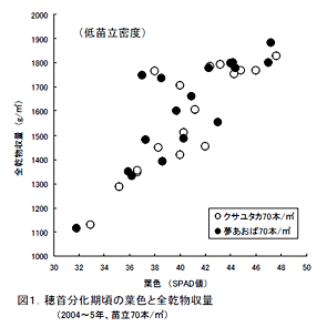 図1.穂首分化期頃の葉色と全乾物収量(2004~5年、苗立70本/m2)