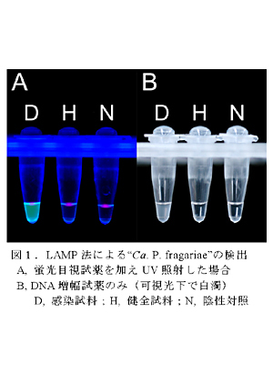 図1.LAMP法による“Ca. P. fragariae”の検出