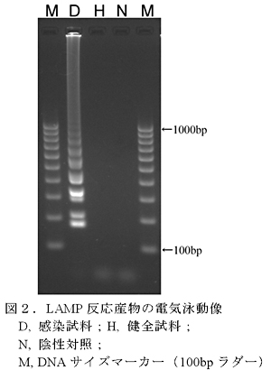 図2.LAMP反応産物の電気泳動像