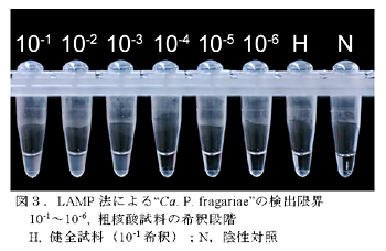 図3.LAMP法による“Ca. P. fragariae”の検出限界
