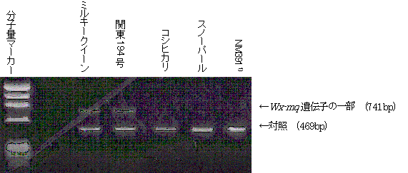 図1.関東194 号等の低アミロース性遺伝子Wx-mq の検出