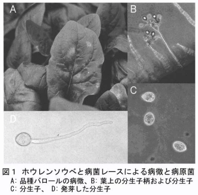 図1.ホウレンソウベと病菌レースによる病微と病原菌