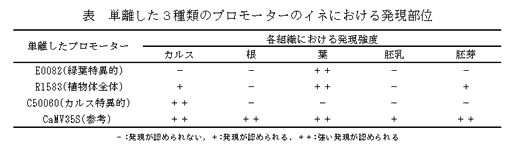 表 単離した3種類のプロモーターのイネにおける発現部位