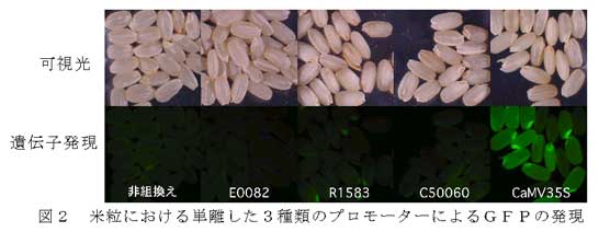 図2 米粒における単離した3種類のプロモーターによるGFPの発現