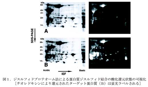 図1.ジスルフィドプロテオーム法による蛋白質ジスルフィド結合の酸化還元状態の可視化