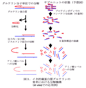 図3.イネ貯蔵蛋白質グルテリンの発芽における分解機構