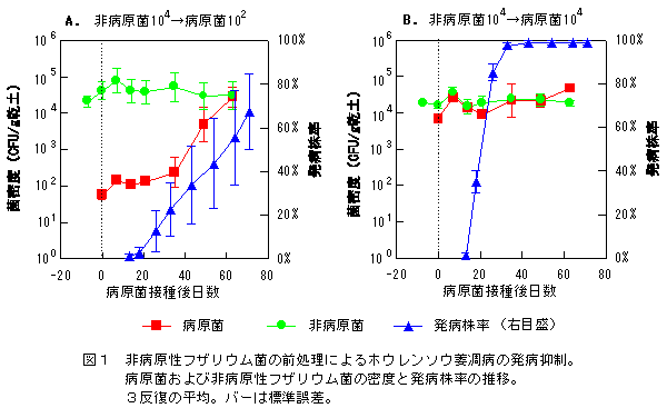 図1 非病原性フザリウム菌の前処理によるホウレンソウ萎凋病の発病抑制。