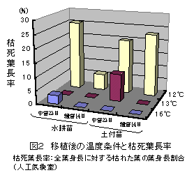 図2 移植後の温度条件と枯死葉長率