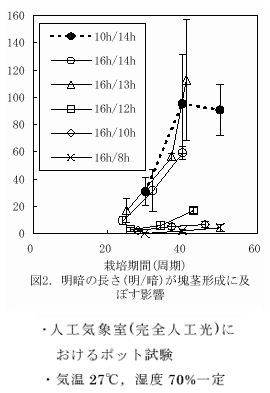 図2.明暗の長さ(明/暗)が塊茎形成に及ぼす影響