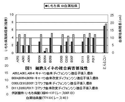 図1 組換えイネの複合病害抵抗性
