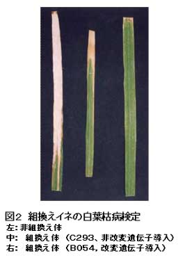 図2 組換えイネの白葉枯病検定