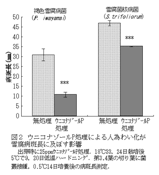 図2 ウニコナゾールP処理による人為わい化が雪腐病斑長に及ぼす影響