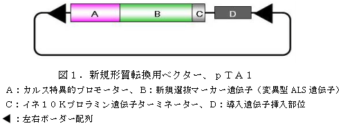 図1.新規形質転換用ベクター、pTA1