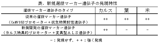 表.新規選抜マーカー遺伝子の発現特性
