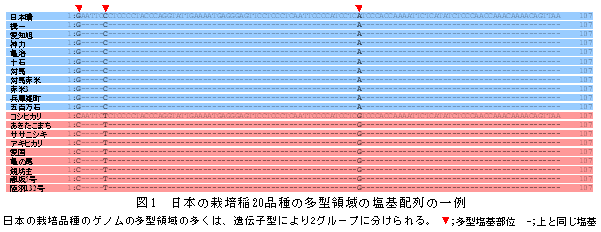 図1 日本の栽培稲20品種の多型領域の塩基配列の一例