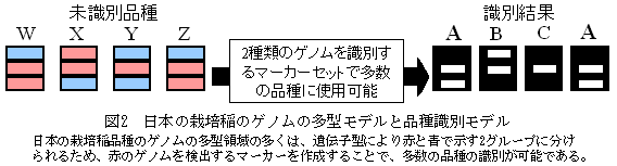 図2 日本の栽培稲のゲノムの多型モデルと品種識別モデル