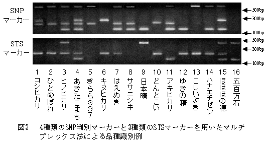 図3 4種類のSNP判別マーカーと3種類のSTSマーカーを用いたマルチプレックス法による品種識別例